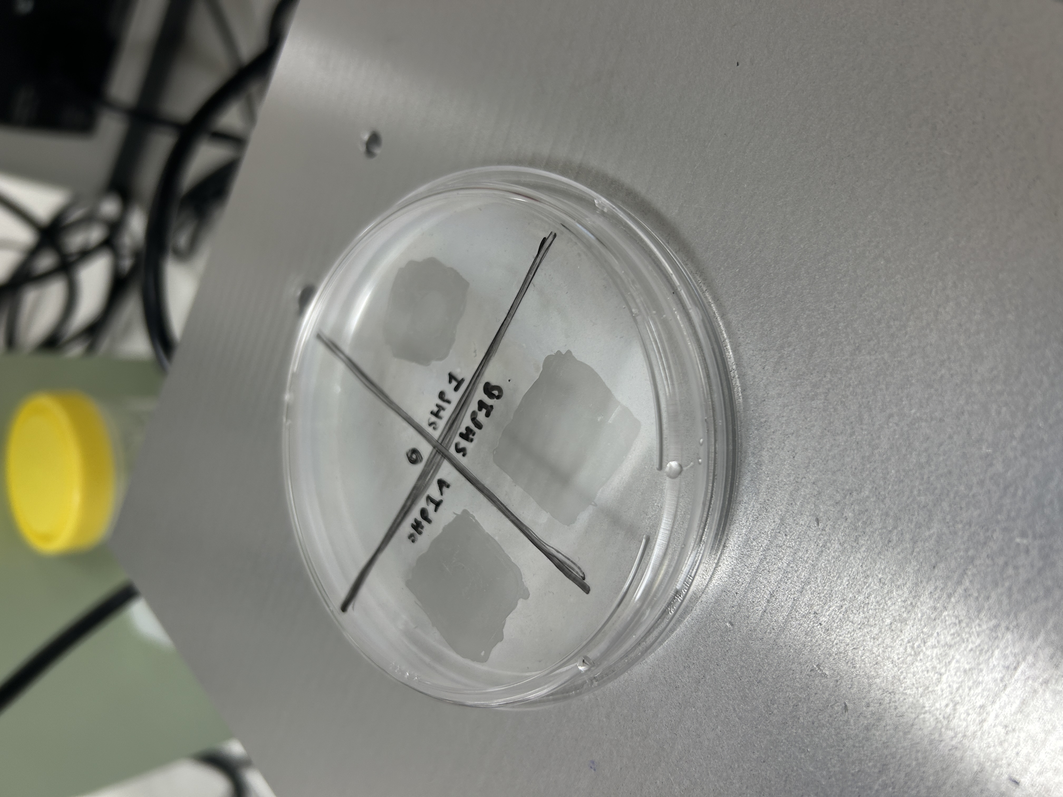 Coated polymer samples labelled SHP1A and SHP1B in a covered dish on a laboratory bench, undergoing early anti-fog evaluation